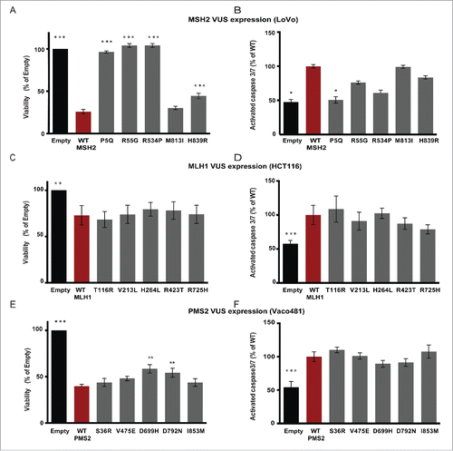 Figure 3. Expression of wt and MMR variants impacts cellular viability. LoVo (A, B), HCT116 (C, D), or Vaco481 (E, F) CRC cells were transfected with Empty vector (black bars) or wt (red bars) or VUS (dark gray bars) for MSH2 (A, B), MLH1 (C, D), or PMS2 (E, F). Cell viability (A, C, and E) was determined 72 hours post-transfection by CellTiter-Blue (CTB) assay. The data are represented as % viability relative to E and are from 3 independent experiments ± SEM. The statistical comparisons are with wt. Statistical analysis was performed using a generalized linear model, where * represents p < 0.05. B, D, and F) Post transfection (72 h) cells were assayed for caspase-3/7 activity using the Apo-ONE Homogeneous Caspase 3/7-activity kit according the manufacturer's protocols. Measurements were taken using a Perkin Elmer Envision Plate Reader and plotted as % of wt (red bars) from 3 independent experiments ± SEM. Statistics were performed using a generalized linear model, where * represents p < 0.05, ** represents p < 0.01 and *** represents p < 0.001.