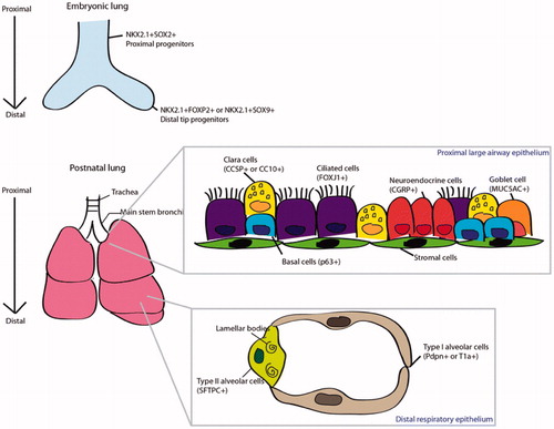 Figure 1. The diagram depict human lung at embryonic and adult stages. During lung development (upper panel), the proximal progenitors expressing NKX2.1 + SOX2 + develops to produce the proximal cells lineages seen in the adult epithelium (lower panel). The distal tip progenitors represented as NKX2.1 + SOX9 + or NKX2.1 + FOXP2 + give rise to the stereotypical branching morphogenesis, and thereafter the respiratory epithelial cells. This image was adapted from [Citation25] with copyright permission.