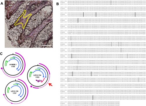 Figure 4. Modified DNA genomes of BMMF1 H1MSB.1 were recovered by laser microdissection from the lamina propria cells of the colon from colon cancer patients. A – area dissected from the peritumoral colon tissue. Rep-stained areas are marked (yellow). Bar 100 μm. B – Clustal analysis of the modified genomes LD10.154 and LD10.158 with the original H1MSB.1 genome indicated a number of C/T transitions (light grey shaded) and fewer A/G modifications (dark grey shaded). C – Schematic presentation of the putative gene organization of these DNA genomes. The modifications in the LD10.154 genome led to a modified gene structure (red arrow) resulting in a 62 amino acid putative protein which could be involved in pathogenesis.
