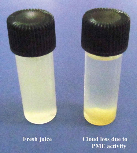 FIGURE 3 Cloud loss and settling in aloe vera juice.