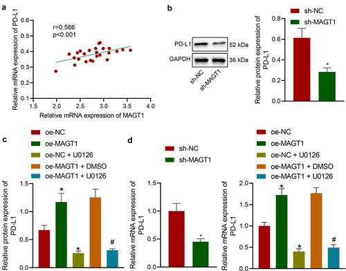 Figure 6. MAGT1 elevates PD-L1 expression by activating ERK. A: The expression of MAGT1 and PD-L1 in clinically collected tumor tissues from glioma patients (n = 50) determined by qRT-PCR, and their correlation assessed with Pearson’s correlation analysis. B: Western blot to determine the protein level of PD-L1 in SHG-44 cells silencing MAGT1. C: Western blot to determine the protein level of PD-L1 in SHG-44 cells in response to oe-MAGT1 and U0126 alone or in combination; D: qRT-PCR to measure the mRNA level of PD-L1 in SHG-44 glioma cells in response to sh-MAGT1 (left panel) or oe-MAGT1 and U0126 alone or in combination (right panel). * p < 0.05 versus the sh-NC/oe-NC group. # p < 0.05 versus the oe-MAGT1 + DMSO group. Each cell experiment was repeated 3 times.