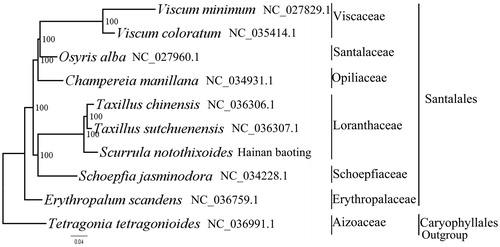 Figure 1. The best ML phylogeny recovered from 10 complete plastome sequences by RAxML. Accession numbers: Scurrula notothixoides (this study GenBank Accession number: MH220878), Taxillus sutchuenensis NC_036307.1, Taxillus chinensis NC_036306.1, Viscum coloratum NC_035414.1, Viscum minimum NC_027829.1, Champereia manillana NC_034931.1, Schoepfia jasminodora NC_034228.1, Erythropalum scandens NC_036759.1, Osyris alba NC_027960.1 and Tetragonia tetragonioides NC_036991.1.