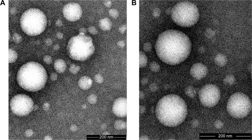 Figure 1 Scanning electron micrograph of RGD-ACM liposomes.