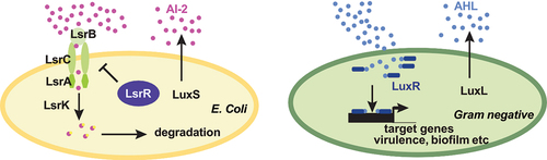 Figure 1. AI-2 system in E. coli and AHL system in gram negative bacteria.