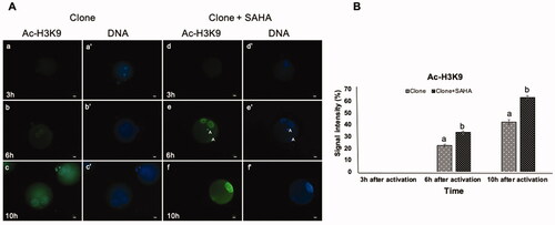 Figure 1. Dynamic modification of H3K9 acetylation in pseudo-pronuclei of cloned embryos. A. H3K9 acetylation of clone (a–c) and clone + SAHA (d–f) 3 h, 6 h and 10 h after activation. (a´–f´) DNA staining of the same oocytes is shown. The artifacts in these figures were shown with the letter A. Scale Bar: 10 µm. B. H3K9 acetylation level of clone and clone + SAHA embryos after image J analysis. H3K9 acetylation 6 and 10 h after activation was significantly higher in the clone + SAHA group than in the clone group (p < 0.05). Error bar; standard error of mean. Data were analyzed using t-test. (a,b) Significant differences between clone and clone + SAHA groups (p < 0.05).