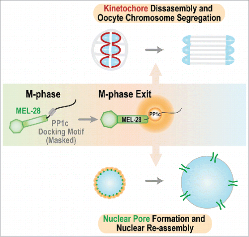 Figure 1. Schematic summarizing the 2 roles for MEL-28 during M-phase exit. MEL-28 docks PP1c to drive kinetochore disassembly and promote chromosome segregation and recruits PP1c to the nuclear periphery to promote nuclear reassembly.