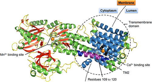 Figure 3 Three-dimensional (3D) structure model of SPCA1. Schematic ribbon illustration of SPCA1 is drawn with SWISS-MODEL and PyMOL (Schrödinger, LLC), using sarcoplasmic/endoplasmic reticulum calcium ATPase 2 (SERCA2b) as a template.Citation32 Residues 109–120 are colored in purple. Transmembrane domain 2 (TM2) where the mutation p.Ala109_Gln120del located at is in dark blue. α-helices are mostly in green; β-strands in red; loops in yellow. Transmembrane domains 1 and 3–10 are in sky-blue. Ca2+ and Mn2+ are shown as orange spheres. Residues for Ca2+ binding (V303, A304, I306, E308, Q706, N738 and D742) and Mn2+ binding (D350, T352, D644 and D648) are colored in black.