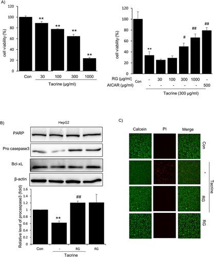 Figure 2 Effect of RG on Tacrine cytotoxicity. (A) Effect of tacrine on hepatotoxicity. MTT assay was performed in HepG2 cells. Toxicity of Tacrine (30, 100, 300, 1000 mg/mL) (left), RG (30, 100, 300, 1000 mg/mL) concentration and 300 μM Tacrine were simultaneously administered (right). MTT, 3-(4,5-dimethylthiazol-2-yl)-2,5-diphenyl-tetrazolium bromide. (B) Western blotting of apoptosis-related proteins, PARP, procaspase 3 and Bcl-xL. HepG2 cells were simultaneously treated with 300 μg/mL of Tacrine and 1000 μg/mL of RG for 6 hours. (C) The cytoprotective effect of RG was also evaluated under a fluorescence microscope as an experiment to determine the toxicity of Tacrine in hepatocytes. HepG2 cells were treated with RG (1000 μg/mL) and Tacrine (300 μg/mL) for 6 hours. Cells were then stained with Calcein and Pi (0.5 μM each). Data are presented as the average of repeated samples, with error bars representing standard deviations (vs control ** p < 0.01; vs Tacrine; #p < 0.05, ##p < 0.01).