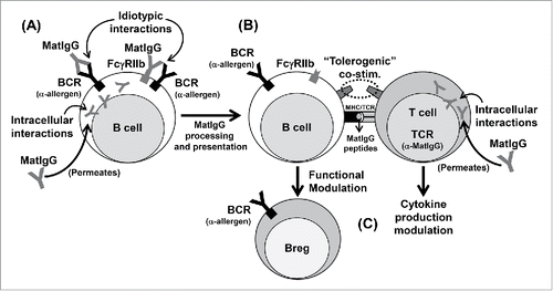 Figure 2. Possible effects of MatIgG on (B)and (T)cells in secondary lymphoid organs in offspring. MatIgG can interact with allergen-specific B cells in offspring by membrane idiotypic interactions and by intracellular interactions after permeating the membrane; as a result, B cells can process and present MatIgG peptides via MHC molecules (A). The presentation of MatIgG peptides without inflammatory signals can result in a tolerogenic/regulatory context (B). As a result of this process, B cells acquire regulatory function, and T cells' cytokine production can be modulated (C).
