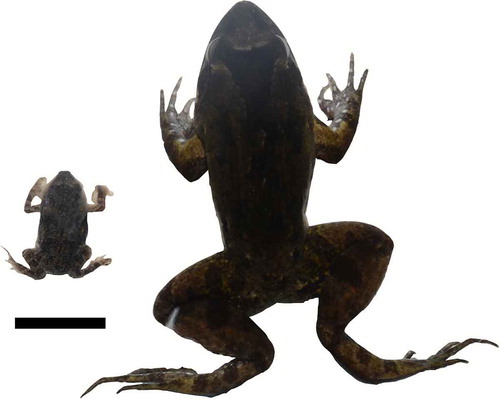 Figure 1. The post-metamorphic Rhinella schneideri (left – ZUFMS-AMP07830) preyed by an adult male of Leptodactylus podicipinus (right – ZUFMS-AMP07820) in Pantanal, Midwest Brazil.Note: Scale bar = 1 cm.
