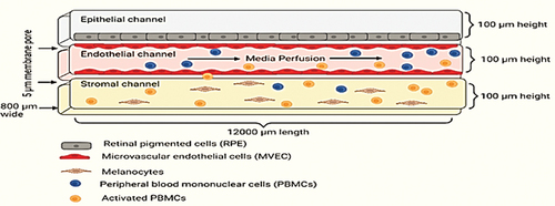 Figure 5. Choroid-on-a-chip depicting the choroid layer of the eye. Citation24