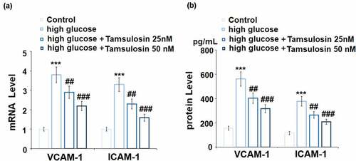 Figure 4. Tamsulosin prevented high glucose-induced expression of VCAM-1 and ICAM-1 in human glomerular endothelial cells (GECs). (a). mRNA of VCAM-1 and ICAM-1; (b). Protein of VCAM-1 and ICAM-1 (***, P < 0.005 vs. vehicle group; ##, ###, P < 0.05, 0.01 vs. high glucose group, N = 4)