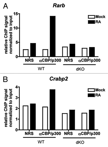 Figure 8 CBP/p300 are recruited to RAREs in response to retinoic acid. (A and B) qPCR of chromatin from control (normal rabbit serum, NRS) or anti-CBP/p300 ChIP of WT and dKO MEFs treated for 1 h with 1 µM retinoic acid (RA) or DMSO vehicle (Mock). Primers designed near RAREs in the indicated promoters. Relative ChIP signal normalized to signal from chromatin input. N = 1.