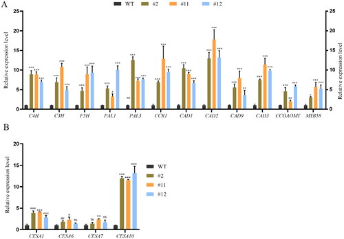 Figure 7. Quantitative real time RT-PCR to assess core genes involved in lignin and cellulose synthesized-related genes in ZmPGIP1 transgenic Arabidopsis.(A) Relative transcript levels of lignin synthesized-related genes in WT and transgenic Arabidopsis seedlings. (B) Relative transcript levels cellulose synthesized-related genes in WT and transgenic Arabidopsis seedlings. C4H: Cinnamate 4-hydroxylase, CCR: Cinnamic acylcoenzymea, CAD: Cinnamoyl alcohol dehydrogenase, F5H: Ferulic acid-5-hydroxylation, PAL: Phenylalanine ammonia-lyase, CCOAOMT: Coffee-phthalocyanine coenzyme A-O-methyltransferase, C3H: P-coumaroyl shikimate 3’-hydroxylase, MYB: V-myb avian myeloblastosis viral oncogene homolog, CESA: Cellulose synthases. The expression of the ACTIN2 gene was used as an internal control. Results represent at least three independent biological repetitions. Error bars indicate ± SD. Student’s t-test was used to compare the measurements of OE lines with those from wild type (WT). *P < 0.05, **P < 0.01, ***P < 0.001, ns represents no significance at P > 0.05.