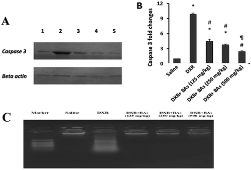 Figure 3. Effect of boswellic acids on renal expression of caspase 3 effect on DNA fragmentation in mice treated with doxorubicin. (a) Image for the Western blot assay for caspase 3 and beta actin as a housekeeping genes. (b) Columns for the fold changes increase in expression relative to the saline group. Data are expressed as mean±SEM and analysis were done by one-way ANOVA followed by Tukey–Kramer’s post-hoc test. *Compared to saline group, #Compared to DXR group and ¶ compared to DXR +BAs (125 mg/kg group), P value < 0.05, CI = 95%, n = 8. C. Agarose gel electrophoresis shows DNA fragmentation, Lane M:DNA marker with 100 bp, Lane 1,3,4&5 show intact DNA [saline, DXR+BAs (125 mg/g), DXR+BAs (250 mg/g) and DXR+BAs (500 mg/g)] while Lane 2 shows DNA streakes of DNA fragmentaion in DXR group.
