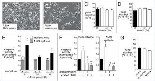 Figure 3. 3-dimensional peak formation does not require cell proliferation or apoptosis. (A–D) Serum deprivation for 48 h slows epithelial proliferation (B), but does not alter 3-dimensional peak height (C) or peak number (D) (n = 6). (E). Co-culturing A549 epithelia with mesenchymal cells increases apoptosis as measured by caspase 3/7 activity. Apoptosis was measured both in cells cultured alone (white and gray bars) and in co-cultures (black bar) (* P < 0.05; n = 6). (F and G). Apoptosis inhibitors Z-VAD-FMK and NS3694 reduce caspase 3/7 activity (F; * P < 0.05 compared with control, # P < 0.05 compared with camptothecin alone, n = 12), but have no effect on 3-dimensional peak number (G; n = 20).