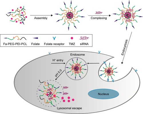 Figure 1 Schematic illustration of the preparation for TMZ-FaPEC@siRNA micelle and the release of TMZ and siRNA inside cancer cells.Abbreviations: Fa, folate; PCL, poly(ε-caprolactone); PEG, poly(ethylene glycol); PEI, poly(ethylenimine); TMZ, temozolomide.