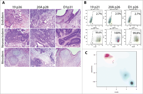 Figure 6. Demonstration of pluripotency in AF-iPSC by 3 methods – in-vivo xenografts, alkaline phosphatase activity and transcriptomics (A). Histological analysis (H&E staining) of teratomas formed by means of in-vivo differentiation of AF-iPSC (19, 20A, D1). Cell clumps were injected subcutaneously into scid-beige mice and allowed to proliferate and differentiate for 6 to 9 weeks. The resulting teratomas showed presence of various tissues representative of all 3 germ layers – endoderm, neuroectoderm, mesoderm – demonstrating pluripotency of the injected cells. (B). Alkaline phosphatase activity in AF-iPSC measured by flow cytometry using AP Live Stain. The majority of the cells displayed bright fluorescence, supporting their pluripotency. (C). PluriTest - global gene expression microarray data-based in-silico evaluation of pluripotency. AF-iPSC and WA25 (control ESC line) were tested. Y axis – pluripotency score, X axis – novelty score. Red spot represents cluster area of validated PSC lines grown in standard feeder layer- and KSR-based culture condition. Blue spot represents the cluster area of differentiated cells. Faint blue spot represents the cluster area of partially pluripotent stem cells. The pluripotency and novelty score both indicated pluripotency of the lines tested, however, the plot revealed a deviation from the red cluster area indicating a unique expression signature possibly attributable to the defined culture condition.
