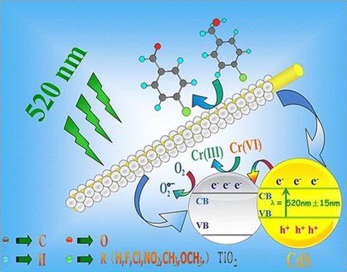 Figure 20. Schematic diagram for the energy band gaps and the possible reaction mechanism for the selective oxidation of alcohols to the corresponding aldehydes over 1D CdS@TiO2 CSNs under visible-light. Adapted from reference ( Citation68) with permission. Copyright 2012, American Chemical Society.