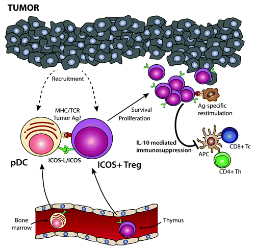 Figure 1. Role of plasmacytoid dendritic cells and ICOS+ regulatory T cells in tumor immunosuppression. Bone marrow-derived plasmacytoid dendritic cells (pDCs) and thymic-derived ICOS+FOXP3+ regulatory T cells are recruited from the circulation into the tumor microenvironment. Tumor-infiltrating pDCs express high levels of the ICOS ligand (ICOSL), which co-stimulates ICOS+FOXP3+ regulatory T cells in the context of tumor-associated antigen presentation by pDCs or bystander antigen-presenting cells (APCs). This drives the activation and proliferation of ICOS+FOXP3+ regulatory T cells, leading to a preferential accumulation of this regulatory T-cell subset within the tumor microenvironment. Upon re-encounter with the tumor-associated antigen, ICOS+FOXP3+ regulatory T cells secrete interleukin (IL)-10, hence suppressing the effector functions of tumor-specific CD4+ and CD8+ T cells. Thus, the infiltration of neoplastic lesions by pDCs favors the establishment of an immunosuppressive microenvironment via the activation and expansion of ICOS+FOXP3+ regulatory T cells, de facto favoring disease progression.