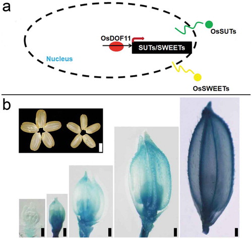 Figure 1. OsDOF11 functions in sucrose transport in rice. (a) OsDOF11 functions in sucrose transport by OsSUTs and OsSWEETs; (b) OsDOF11 functions during reproductive stage, the upper left picture showed seed phenotype, left: WT; right: osdof11-1. the bottom-right picture showed expression pattern. Bar: 2 mm, 200 um, 200 µm; 200 µm; 200 µm; 200 µm.