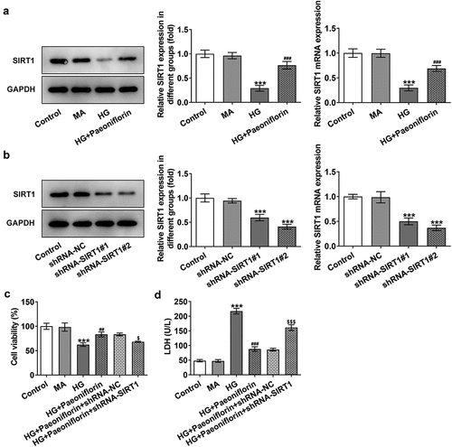 Figure 4. Down-regulation of SIRT1 reversed the protective effect of Pae on the activity in SRA01/04 cells induced by HG. a. Western blot and RT-qPCR detected the expression of SIRT1 of HG inducted cells treated by Pae. ***p < 0.001 vs MA, ###p < 0.001 vs HG. b. Western blot and RT-qPCR detected the expression of SIRT1 after transfection. ***p < 0.001 vs shRNA-NC. c. MTT detected the viability of cells. d. The release of LDH was detected by kit. ***p < 0.001, ##p < 0.01, ###p < 0.001vs HG, $p < 0.05, $$$p < 0.001 vs HG + Paeoniflorin + shRNA-NC.