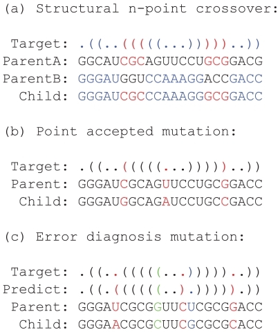 Figure 4 Examples of the genetic algorithm operators used in the MODENA algorithm. a) Structural n-point crossover: parent A and parent B are randomly divided into subsequences (denoted in red and blue) in accordance with the target structure, where base pairs in each parent solution are preserved in each set of the subsequences. A child solution is generated by concatenating the subsequences selected from parent A (denoted in red) and those selected from parent B (denoted in blue). b) Point accepted mutation: randomly selected positions of the child solution are mutated. In this example, mutated positions are indicated in red. c) Error diagnosis mutation: examples corresponding to the rules (i), (ii) and (iii) are denoted in red, blue and green, respectively.