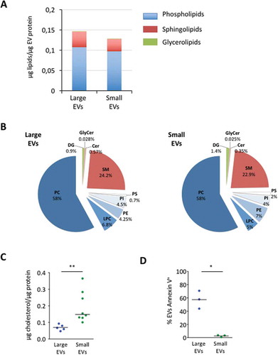 Figure 5. Lipidomic characterisation of large extracellular vesicles (lEVs) and small extracellular vesicles (sEVs) by liquid chromatography–tandem mass spectrometry (LC-MS/MS). (A) The total amount of lEV and sEV membrane lipids as determined by LC-MS/MS is expressed in micrograms normalised to the amount of extracellular vesicle (EV) protein content. The term phospholipids represents the sum of phosphatidylcholine (PC), phosphatidylethanolamine (PE), phosphatidylinositol (PI) and phosphatidylserine (PS). Sphingolipids include ceramides (Cer), glycosylceramides (GlyCer) and sphingomyelin (SM). Glycerolipids are uniquely represented by diacylglycerols (DGs). Data presented for each lipid concentration represent the mean of four individual lEV and sEV preparations each. (B) Composition of lEV and sEV membrane lipids according to lipid classes. Data are expressed as a percentage of the total lipid content determined for each statistical group and represent the mean of four individual lEV and sEV preparations each. See (A) for definitions of each lipid species. (C) sEV preparations are specifically enriched in cholesterol. The cholesterol content was measured in isopropanol-resuspended EV membrane lipids using a colorimetric assay. The total amount of cholesterol measured is expressed in micrograms normalised to the amount of EV protein content. n = 5–8 biological samples for lEVs and for sEVs, *p < 0.05 (Mann–Whitney rank test). (D) Measurement of annexin V positivity of adipocyte-derived lEVs and sEVs by flow cytometry. High annexin V binding of adipocyte-derived lEVs illustrates a higher proportion of externalised PS in lEVs than in sEV preparations. n = 3 independent lEV and sEV preparations, *p < 0.05 (paired Student’s t test)