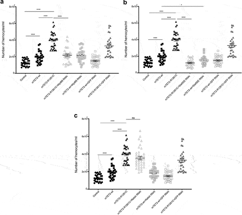 Figure 8. Expression of Myd88 RNAi and Stat92E RNAi in mTET2-R1261C expressing larvae rescues the increase in the number of haemocytes. Graphs showing the number of haemocytes in third instar larvae expressing either no transgene (w1118 control), mTET2-wt, or mTET2-R1261C, mTET2-R1261C + Myd88 RNAi, mTET2-wt + Myd88 RNAi, mTET2-R1261C + Stat92E RNAi, mTET2-wt + Stat92E RNAi, mTET2-R1261C + Relish RNAi, mTET2-wt +Relish RNAi, mTET2-R1261C + GFP RNAi, or mTET2-wt + GFP RNAi driven by dTet-Gal4 (n ≅ 30). (a) mTET2-R1261C + Myd88 RNAi expressing larvae show a significant decrease in the number of haemocytes compared to mTET2-R1261C larvae (Unpaired t-test; ****p < 0.0001). (b) Number of haemocytes in mTET2-R1261C + Stat92E RNAi expressing larvae was significantly reduced compared to mTET2-R1261C larvae (Unpaired t-test; ****p < 0.0001). mTET2-wt + Stat92E RNAi expressing larvae showed a significant decrease in haemocytes number compared to mTET2-wt larvae (Unpaired t-test; * p < 0.05). (c) mTET2-R1261C + Relish RNAi expressing larvae showed no significant difference in the number of haemocytes compared to mTET2-R1261C larvae (Unpaired t-test; ns: p > 0.05).