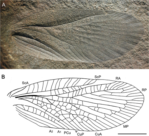 Figure 1. Stephanopsis testai sp. nov., holotype TVT 4023 (originally in Thomas V. Testa coll., currently deposited in FMNH), Moscovian: Middle Pennsylvanian, Mazon Creek, Illinois U.S.A. (A) photograph of forewing venation; (B) line drawing of venation of forewing. Scale bars = 5 mm.