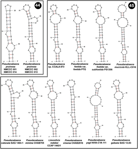 Figs 44, 45. Putative secondary structures of the Box B helices of the 16S–23S internal transcribed spacer (ITS) containing both tRNA genes. Fig. 44. Pseudanabaena pruinosa strains. Fig. 45. Other Pseudanabaena strains.