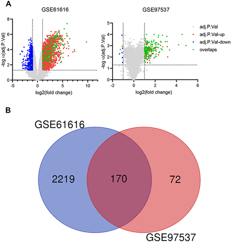 Figure 1 Identification of DEGs in the brain of rats after stroke. (A). Volcano plot representing DEGs between MCAO/R groups and SHAM groups shows DEGs in GSE61616 and GSE97537 datasets, respectively. (B). Venn diagrams showing the overlaps of numbers of DEGs between 2 selected GEO datasets.