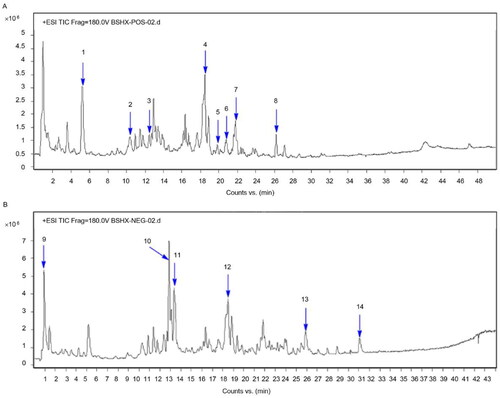 Figure 1. HPLC-ESI–MS chromatogram of the BSHX extract in (A) positive and (B) negative mode.