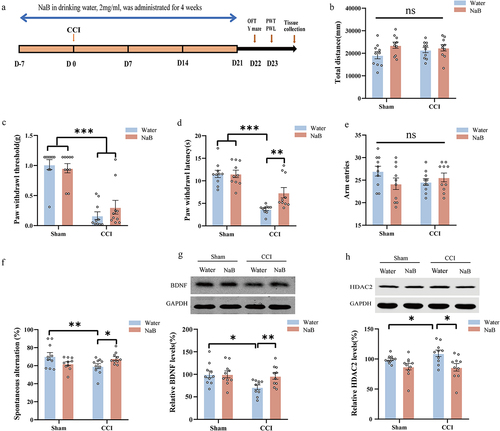 Figure 7. NaB can ameliorate thermal hyperalgesia and working memory impairment, but not mechanical allodynia in CCI mice. a: protocol for the experiment. b: OFT (two-way ANOVA: interaction, F(1, 36) = 1.558, p = 0.22; CCI, F(1,36) = 0.1764, p = 0.6769; NaB, F(1,36) = 3.672, p = 0.0633). c: PWT (two-way ANOVA: interaction, F(1, 36) = 1.334, p = 0.2558; CCI, F(1,36) = 74.81, p < 0.0001; NaB, F(1,36) = 0.2134, p = 0.6469). d: PWL (two-way ANOVA: interaction, F(1, 36) = 4.920, p = 0.033; CCI, F(1,36) = 52.77, p < 0.0001; NaB, F(1,36) = 4.92, p = 0.033). e. Number of arm entries in Y-maze (two-way ANOVA: interaction, F (1, 36) = 3.312, p = 0.0771; CCI, F (1,36) = 0.7431, p = 0.3944; NaB, F (1,36) = 0.2294, p = 0.6349). f: spontaneous alternation in the Y-maze (two-way ANOVA: interaction, F (1, 36) = 8.414, p = 0.0063; CCI, F(1,36) = 0.8044, p = 0.3757; NaB, F(1,36) = 0.005, p = 0.94). g: BDNF levels in hippocampus (two-way ANOVA: interaction, F(1, 36) = 2.121, p = 0.1540; CCI, F(1,36) = 1.248, p = 0.2714; NaB, F(1,36) = 4.503, p = 0.0408). h: HDAC2 levels in hippocampus (two-way ANOVA: interaction, F(1, 36) = 0.9466, p = 0.3371; CCI, F(1,36) = 3.881, p = 0.0566; NaB, F(1,36) = 5.593, p = 0.0235). N = 10/group. *p < 0.05; **p < 0.01; ***p < 0.001. PWT, paw withdrawal threshold; PWL, paw withdrawal latency; OFT, open field test; CCI, chronic constriction injury; NaB, sodium butyrate.