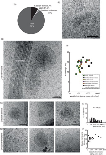 Fig. 6.  Three special features can occur in any of the 11 subcategories. (a) Prevalence of the different features in the whole EV and membrane compartment population. (b and c) Membrane compartments with a coated membrane. (d) A logarithmic graph displaying the vesicle coat height as a correlation to the EV/compartment size. Colour coding shows that EVs of many categories, as well as membrane compartments, can be coated. (e) Three examples of electron dense vesicles. (f) The size distribution of electron dense vesicles. (g) Three examples of vesicles with double membrane bilayers. (h) The size distribution of all double bilayered EVs/compartments.