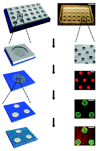 Figure 6. Soft lithographic process to fabricate a multiwell format is shown. Polydimethylsiloxane (PDMS) consisting of membranes with through-holes were placed at the bottom of each followed by incubation with extracellular matrix protein (ECM). The stencil is then peeled off leaving micropatterned ECM protein on the substrate (Courtesy: Khetani et al., 2008).Citation45