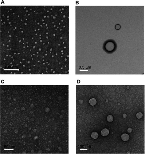 Figure 3 Characterization of QCN-NE and OXY-PFOB-NE. TEM images of (A) QCN-NE, (B) OXY-PFOB-NE, (C) QCN-NE dispersed in 0.1% (w/w) Carbopol hydrogel, and (D) OXY-PFOB-NE dispersed in 0.1% (w/w) Carbopol hydrogel.Notes: The scale bars in (A), (B), (C), and (D) equal 100, 500, 50, and 100 nm, respectively.Abbreviations: TEM, transmission electron microscopy; QCN, quercetin; NE, nanoemulsion; QCN-NE, QCN-loaded NE; PFOB, 1-bromoperfluorooctane; OXY-PFOB-NE, oxygen-carrying PFOB-loaded NE.