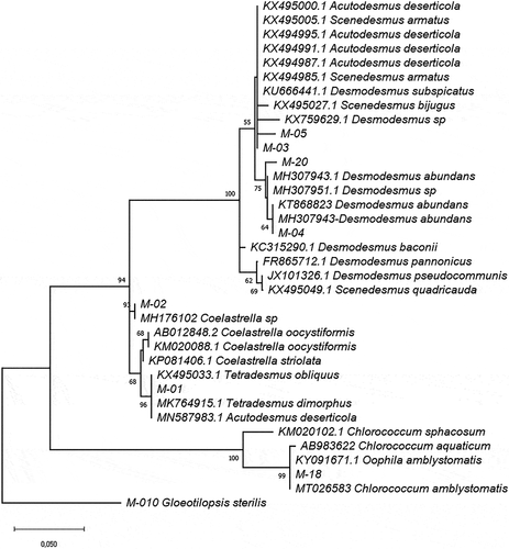 Figure 1. Phylogram constructed using 18SV4 rDNA sequences from Ecuadorian strains and sequences in the GenBank database belonging to the Chlorophyceae class. The phylogram was constructed using the maximum-likelihood method with a Kimura 2-parameter model using a discrete Gamma distribution (+G). Numerical values at the nodes of the branches indicate bootstrap values above 50%