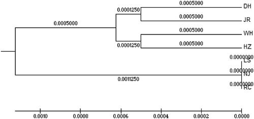 Figure 2. UPGMA tree of two color morphs C. argus.