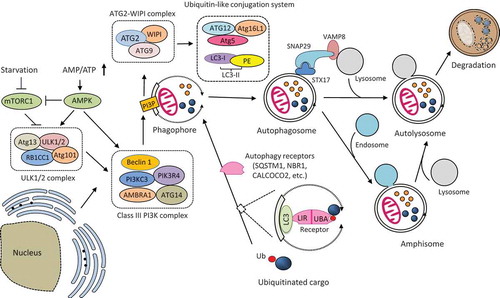 Figure 1. Schematic illustration of the molecular mechanism of autophagy. Autophagosome formation is initiated by the nutrient-sensing kinases (i.e., mTORC1 and AMPK) and through the function of three protein complexes (i.e., ULK1/2 complex, class III PI3K complex, and ATG2-WIPI complex) and two ubiquitin-like conjugation systems (i.e., ATG12-ATG5-ATG16L1 and LC3-PE). Once formed, the autophagosome then fuses with the lysosome to produce an autolysosome. Autophagosome can also merge with the endosome to form an amphisome, which then fuse with a lysosome for cargo degradation. The fusion between an autophagosome and a lysosome is regulated by multiple proteins, particularly the (STX17-SNAP29-VAMP8) SNARE complex. Selective cargo degradation is mediated by autophagy receptors, such as SQSTM1, NBR1, and CALCOCO2, which harbor a UBA domain for substrate recognition, and a LIR for binding to autophagosome-anchored LC3-II, thereby bridging the substrate to the autophagosome for degradation. mTORC1, mechanistic target of rapamycin complex 1; AMPK, AMP activated protein kinase; ATG, autophagy-related; ULK, uncoordinated (UNC)-51-like kinase; RB1CC1, RB1 inducible coiled-coil 1; PI3KC3, phosphatidylinositol 3-kinase catalytic subunit type 3; PIK3R4, phosphoinositide 3-kinase regulatory subunit 4; AMBRA1, activating molecule in Beclin-1-regulated autophagy protein 1; PI3P, PtdIns(3)P; WIPI, WD-repeat protein interacting with phosphoinositides; LC3, microtubule-associated protein light chain 3; PE, phosphatidylethanolamine; SQSTM1, sequestosome 1, NBR1, neighbor of BRCA1; CALCOCO2, calcium binding and coiled-coil domain-containing protein 2; SNAP29, synaptosomal-associated protein 29; STX17, syntaxin 17; VAMP8, vesicle-associated membrane protein 8; LIR, LC3-interacting region; UBA, ubiquitin-associated; Ub, ubiquitin.