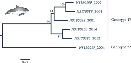 Figure 4. Phylogenetic reconstruction using maximum likelihood estimation of partial PhoPeV nucleotide genomes. Two main clades are highlighted as probable genotype 1 and 2. The PhoPeV nucleotide genomes used for analysis were 5′UTR, C, Erns, and E2 (GenBank accession nos. MK910230-37). Bootstrap values are presented at nodes. Scale bar indicates number of nucleotide changes per site LINDA virus was used as outgroup (GenBank accession number KY436034).