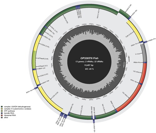Figure 2. Gene map of the mitochondrial genome of Sineleotris saccharae (GenBank accession number: OP326576), with 13 protein coding genes, 22 tRNAs, 2 rRNAs, and a control region. Genes encoded on light strand and heavy-strand were shown inner and outside of the ring respectively.