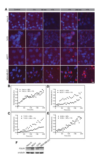 Figure 8 Effect of free FA on FA-PPSu-PEG-Rho NPs cellular uptake. HeLa K, T47D, MCF7 and MDA-MB-231 cells were pre-incubated for 1 h with 3mM free folic acid, followed FA-PPSU-PEG-Rhodamine nanoparticle addition at a low concentration (2.2 μg/mL polymer). NPs internalization was monitored for 4 h, and images were acquired every 10 min. (A) Representative images of HeLa K, T47D, MCF7 and MDA-MB-231 cell lines, upon addition of the FA-PPSu-PEG-Rho NPs (control), or 60 and 240min post NPs addition, in the presence (+FA) or absence of free folic acid (-FA). Cell nuclei were stained with Hoechst 33342 and shown in blue, whereas Rhodamine-labeled NPs are shown in red. Scale bar denotes 5 μm. (B–E) Graphs demonstrating cellular uptake of the FA-PPSu-PEG-Rho NPs for the four cell lines in the presence (+FA) or absence of FA. Relative fluorescence intensity is shown in Arbitrary Units (A.U) and fluorescence for each cell line is calculated as fold of its own maximum intensity at 240 minutes after NPs’ addition. The effect of FA on NPs’ internalization was monitored for 4 h and expressed as fold-change, relative to fluorescence values measured upon NPs addition. The fluorescent intensity of at least 100 cells per cell line was measured. For each cell line, nanoparticles uptake after FA treatment was plotted against the uptake of NPs per se. (F) SDS PAGE analysis showing the expression of FOLR1 protein in the four different cell lines: HeLa K, T47D, MCF7 and MDA-MB-231. α-tubulin serves as a loading control.