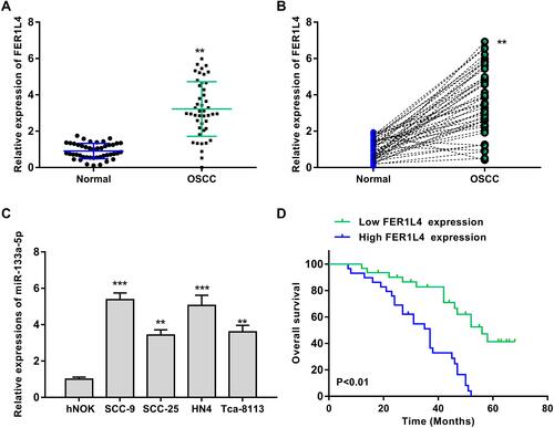 Figure 1 LncRNA FER1L4 was significantly upregulated and predicted poor prognosis in OSCC patients. (A) The mRNA level of lncRNA FER1L4 in OSCC tissues and normal tissues was detected by qRT-PCR (n = 45). (B) Correlation of FER1L4 expression level in between OSCC tissues and matched normal tissues. N = 45 (n = 45). (C) The mRNA level of FER1L4 in OSCC cell lines and human normal oral keratinocyte cell line hNOK cells was detected by qRT-PCR. (D) Kaplan-Meier survival analysis of FER1L4 expression for overall survival in OSCC patients (n = 45). Each experiment was repeated three times. **P < 0.01, ***p < 0.001.