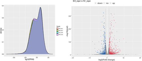 Figure 4. Transcriptional activity of the whole cell and differentially expressed genes. (a) GPX8-KO SCC-9 and SCC-9 cells have similar overall transcriptional activity. (b) Volcano plots of differentially expressed genes between GPX8-KO SCC-9 and SCC-9 cells. |log2FC|≥1.0 and P < 0.05. KO, GPX8-KO SCC-9 cells; NC, SCC-9 cells.