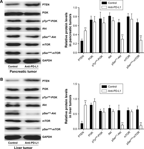 Figure 4 Effect of anti-PD-L1 antibody on proteins involved in the PI3K/Akt/mTOR pathway.