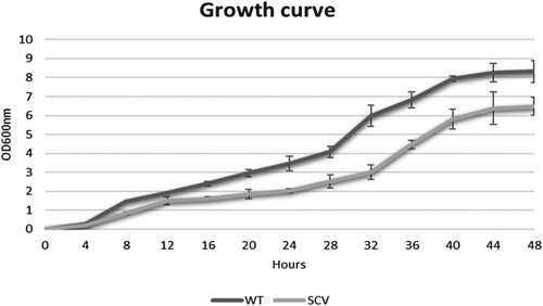 Figure 1. Growth curve of Burkholderia pseudomallei WT and SCV colony morphotypes.