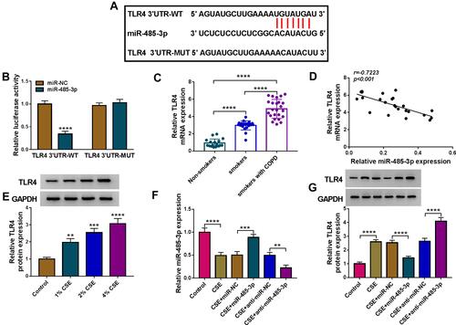 Figure 5 TLR4 acted as a target of miR-485-3p. (A) The binding sites of miR-485-3p in the 3ʹUTR of TLR4 were predicted by Targetscan. (B) The interaction between miR-485-3p and TLR4 3ʹUTR was proved by dual-luciferase reporter assay. (C) TLR4 mRNA expression was assayed by qRT-PCR in serum samples, and the expression in smoker or smoker with COPD group was compared to the Non-smoker group (set as 1). (D) Pearson’s correlation coefficient was used for linear analysis between miR-485-3p and TLR4. (E) Western blot was performed for the protein expression detection of TLR4 in 1%, 2% or 4% CSE-treated 16HBE cells. (F and G) After transfection of miR-485-3p mimic, miR-485-3p inhibitor or the matched controls in 2% CSE-treated 16HBE cells, the miR-485-3p level (F) and TLR4 protein expression (G) were respectively determined via qRT-PCR and Western blot. The level in control group was set as 1, and that in other each group was compared with the control group. **P < 0.01, ***P < 0.001, ****P < 0.0001.