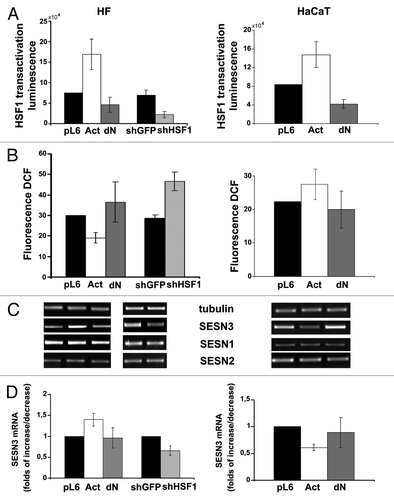 Figure 4. Effects of constitutively active (Act) and dominant-negative (dN) HSF1 mutants and shHSF1 on HSF1 reporter activity (A), ROS content (B) and sestrins mRNAs levels (C and D) in HF and HaCaT cells. In each case luciferase activity and DCF fluorescence were measured in three–five experiments; average data are presented. (C) RT-PCR of SESN1, SESN2 and SESN3 mRNAs; tubulin mRNA was analyzed as loading control. (D) The relative intensity of SESN3 bands was estimated as a ratio of SESN3 PCR-products to tubulin bands by densitometry of the results of four experiments, means ± SE are given.