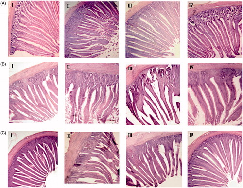 Figure 1. Morphology of small intestinal slices in each group of chicks. A: Duodenum. B: Jejunum. C: Ileum. I: Control group. II: OTA group. III: OTA + Na-MMT group. IV: OTA + Na-MMT + YCW group.
